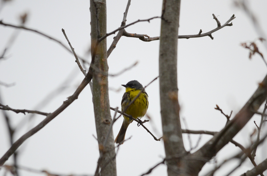 Image of Kirtland's Warbler (Dendroica kirtlandii)