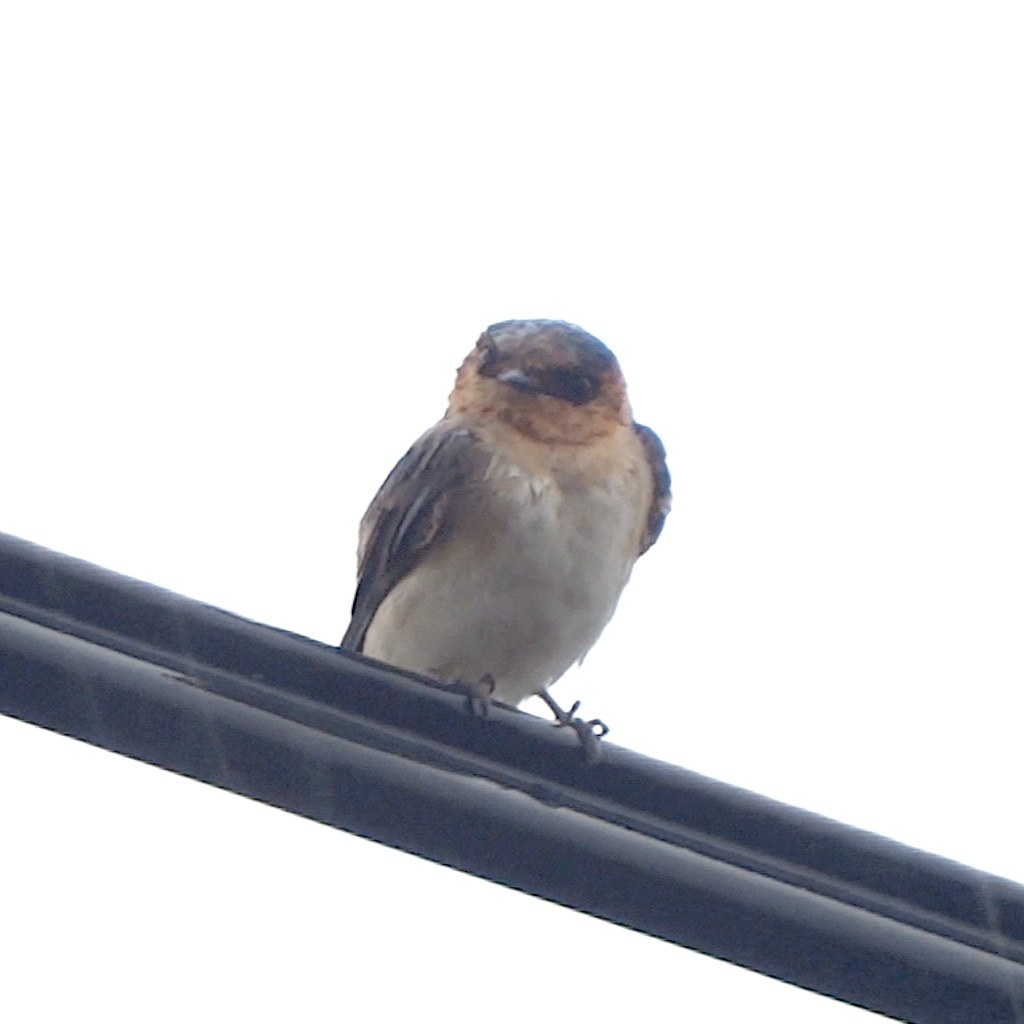 Image of Cave Swallow (2 present), 11 May 2013, Florida
