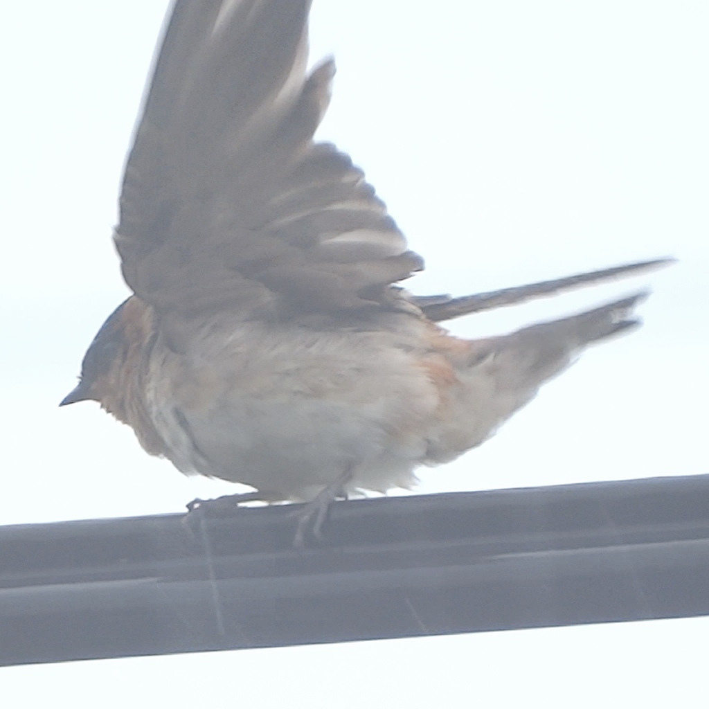 Image of Cave Swallow (2 present), 11 May 2013, Florida