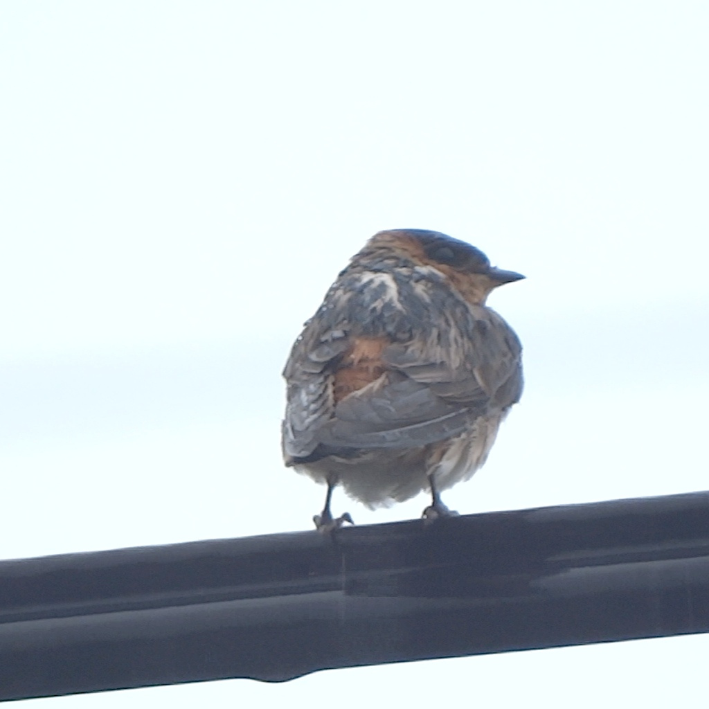 Image of Cave Swallow (2 present), 11 May 2013, Florida